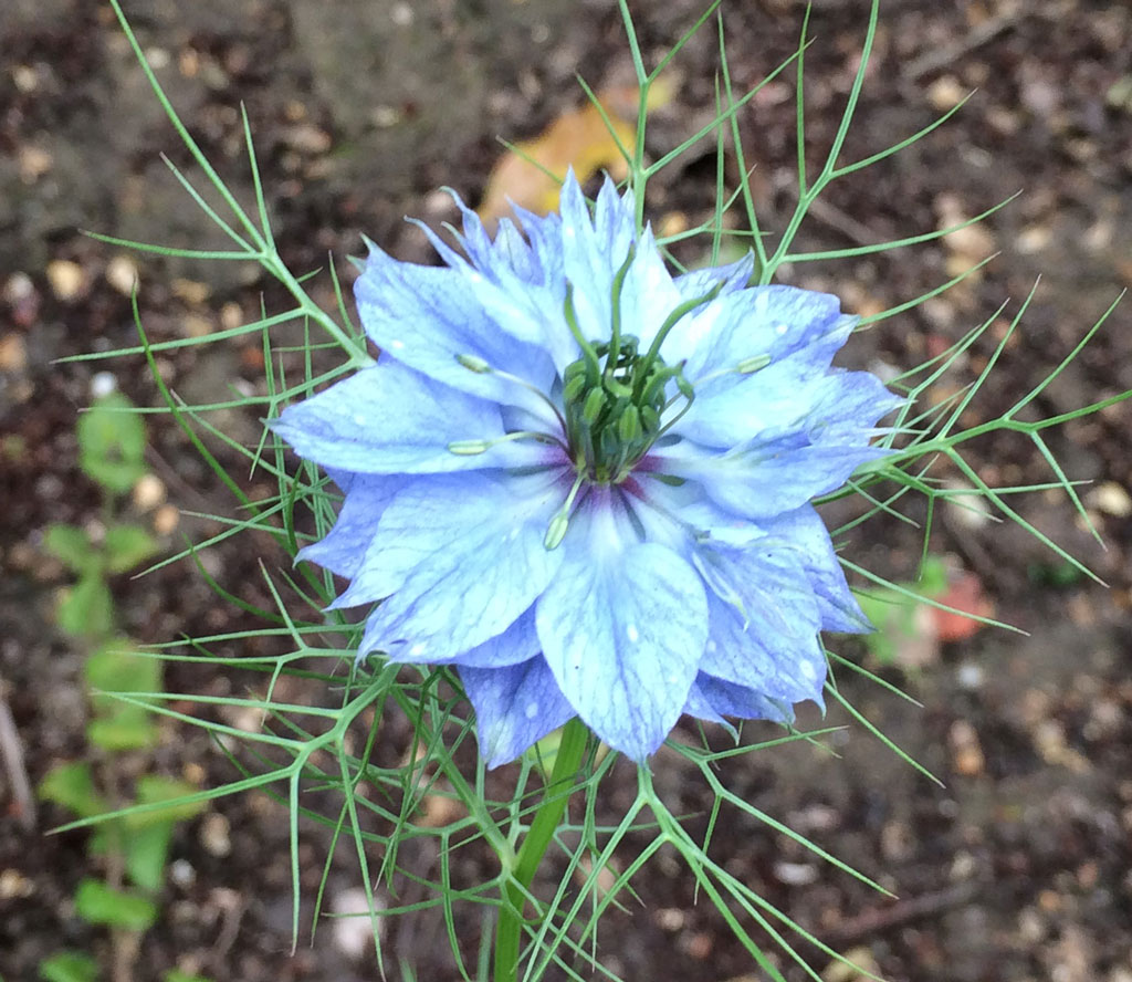 Love-in-a-mist – cheveux de vénus – loire daily photo